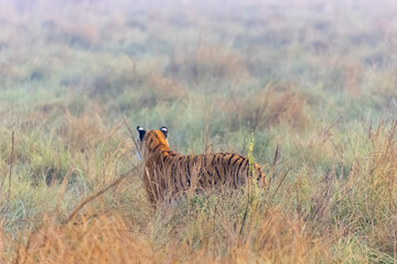 Male tiger  (Panthera tigris) at jungle with natural green background of forest.