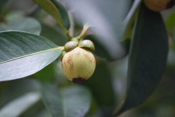 A young mangosteen fruit hanging on the tree, surrounded by dark green leaves capturing the early stages of tropical fruit development