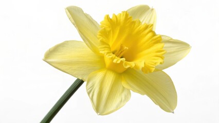 Fototapeta premium A solitary, isolated yellow and white reversed daffodil cut on a crisp white background.