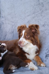 A brown and white dog is laying on a couch