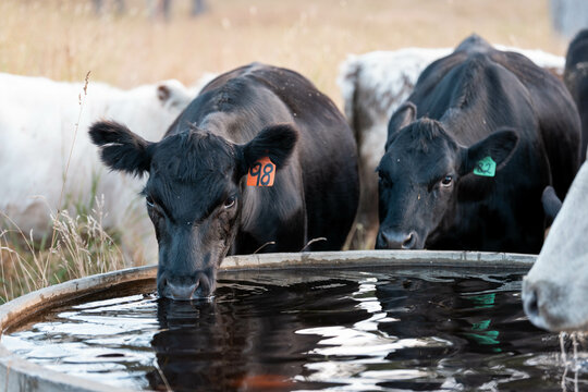angus calm cow drinking water out of a round trough. livestock water trough in a field on a cattle farm in Australia in summer