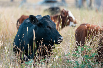 Beef Angus and Wagyu cows grazing in a field in a dry summer. Cow Herd on a farm practicing...