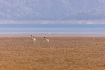 Sarus Crane (Grus antigone) bird pair walking at the grassland of jim corbett forest.