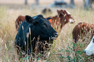 Beef Angus and Wagyu cows grazing in a field in a dry summer. Cow Herd on a farm practicing...