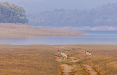 Sarus Crane (Grus antigone) bird pair walking at the grassland of jim corbett forest.