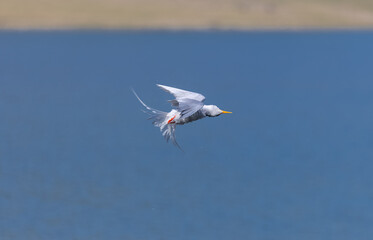 River tern (Sterna aurantia) fishing in the ram ganga river of jim corbett.