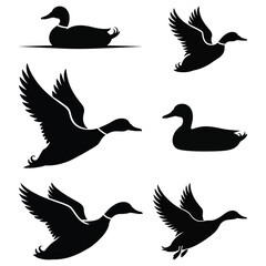 silhouettes of birds