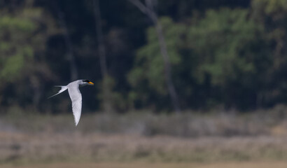 River tern (Sterna aurantia) fishing in the ram ganga river of jim corbett.