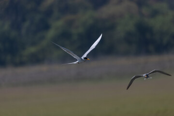 River tern (Sterna aurantia) fishing in the ram ganga river of jim corbett.