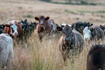Beef Angus and Wagyu cows grazing in a field in a dry summer. Cow Herd on a farm practicing regenerative agriculture on a farming landscape. Fat Cattle at dusk