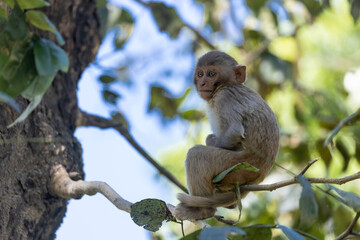 Cute baby monkey perching on tree branch in the indian forest. 