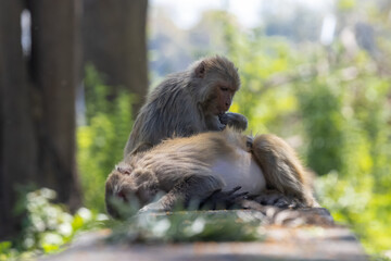 Cute baby monkey perching on tree branch in the indian forest. 