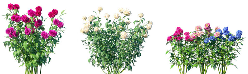 Obraz premium Set of Hydrangea (also often called hortensia) flowering frontal isolated png on a transparent background perfectly cutout high resolution