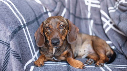 A brown dachshund wrapped in a plaid is looking at the camera.