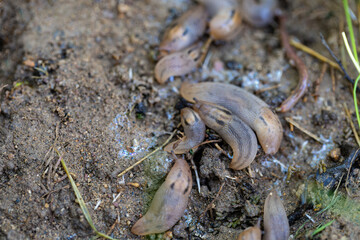 Threeband gardenslug- Lehmannia-Slug is not actually an insect, which is a type of arthropod, but the common name for mollusks from the gastropoda class, whose shells are vestigial or absent.