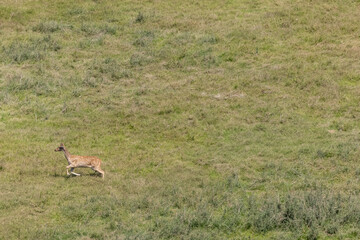 Spotted deer in the forest.