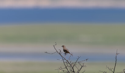 Grey bushchat female indian bird sitting on perch of tree.