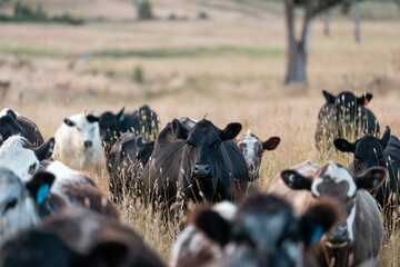 Beef Angus and Wagyu cows grazing in a field in a dry summer. Cow Herd on a farm practicing...