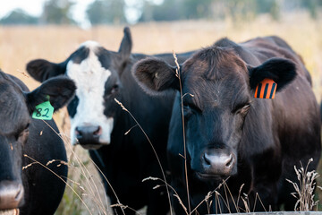 Beef Angus and Wagyu cows grazing in a field in a dry summer. Cow Herd on a farm practicing...