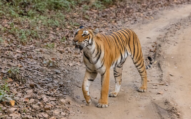 Female tigress  (Panthera tigris) at jungle with natural green background of forest.