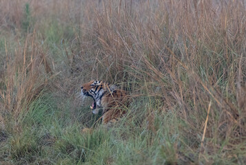 Male tiger  (Panthera tigris) at jungle with natural green background of forest.
