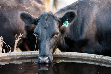 angus calm cow drinking water out of a round trough. livestock water trough in a field on a cattle...