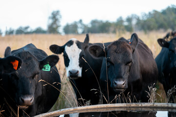 sustainable agricultural management on a farm with cattle storing carbon, Angus, wagyu and murray...