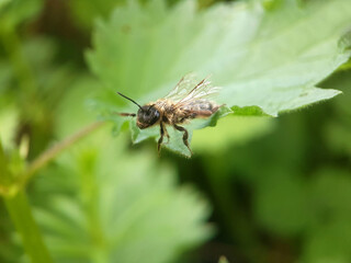honeybee on leaf flower garden