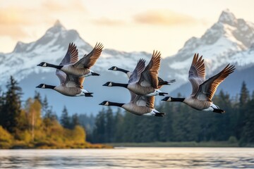 Obraz premium A flock of Canada geese soars over a lake at dawn with snow-capped mountains in the background.