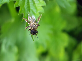 Fototapeta premium honeybee on leaf flower garden