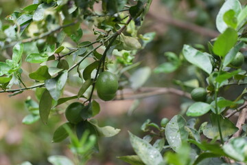 Fresh green limes hanging from a branch, nestled among lush leaves in a rain-kissed garden symbolizing nature’s abundance and vitality