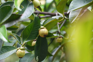 A young mangosteen fruit hanging on the tree, surrounded by dark green leaves capturing the early stages of tropical fruit development