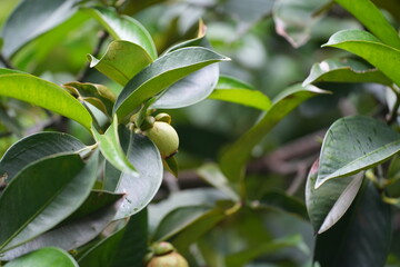 A young mangosteen fruit hanging on the tree, surrounded by dark green leaves capturing the early stages of tropical fruit development