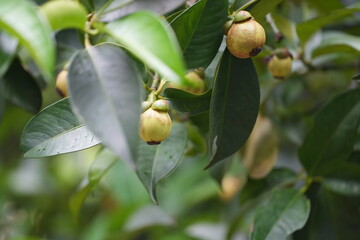 A young mangosteen fruit hanging on the tree, surrounded by dark green leaves capturing the early stages of tropical fruit development