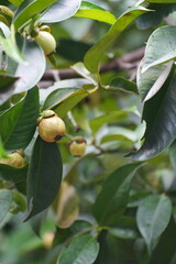 Obraz premium A young mangosteen fruit hanging on the tree, surrounded by dark green leaves capturing the early stages of tropical fruit development