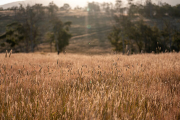 Obraz premium pasture and grass in a paddock on a regenerative organic flowers in a field in summer in australia