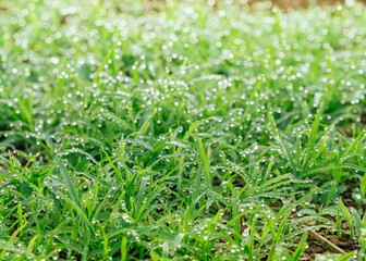 Background of grass field in the morning with fog and soft light.