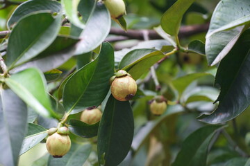 A young mangosteen fruit hanging on the tree, surrounded by dark green leaves capturing the early stages of tropical fruit development