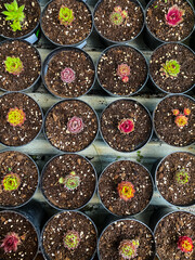 collection of colorful succulents in pots close-up, top view. natural plant background