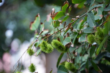 Young green rambutans hanging in clusters on the tree, surrounded by lush foliage a vivid scene of tropical abundance in fruiting season