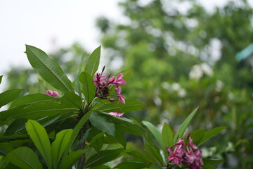 Pink plumeria blossoms blooming among lush green leaves after a tropical rain evoking freshness and tranquility in the garden