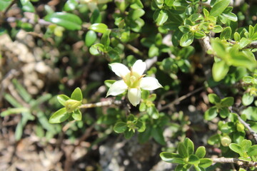 Himalrandia tetrasperma or Himalaia Randia flowers and plant
