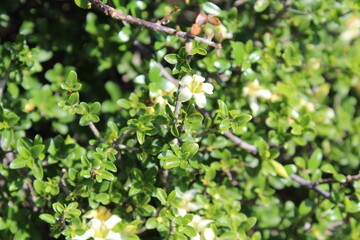 Himalrandia tetrasperma or Himalaia Randia flowers and plant
