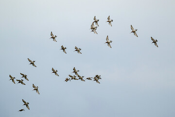 Barge à queue noire,.Limosa limosa, Black tailed Godwit