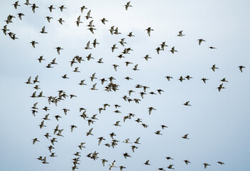 Barge à queue noire,.Limosa limosa, Black tailed Godwit