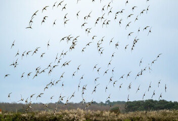 Barge à queue noire,.Limosa limosa, Black tailed Godwit