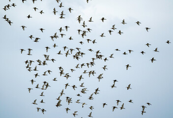 Barge à queue noire,.Limosa limosa, Black tailed Godwit