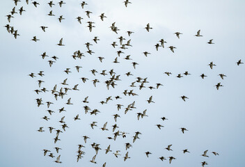 Barge à queue noire,.Limosa limosa, Black tailed Godwit