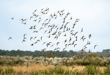 Barge à queue noire,.Limosa limosa, Black tailed Godwit