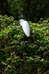 Aigrette garzette, .Egretta garzetta, Little Egret,